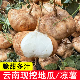 云南新鲜地萝卜白地瓜现挖凉薯白土瓜脆甜多汁地萝卜应季蔬菜水果