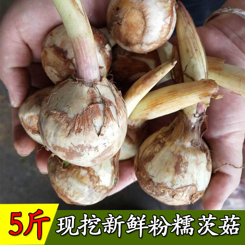 白马蹄现挖新鲜白茨菇5斤云南特产白茨菰白慈菇燕尾菇新鲜包邮|msdalam kategori daging perikanan/Buah-buahan segar dan sayur-sayuran/dimasak, sayur-sayuran segar/Vegetable Products, sayur-sayuran segar, lain - dari Buy2taobao.com untuk memberikan perkhidmatan ejen Taobao profesional membeli