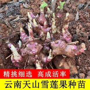 现挖天山雪莲果种苗优质高产黄心种子发芽红心种球农家雪莲果种籽
