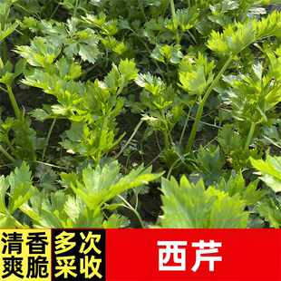 四季西芹种子蔬菜芹菜四季种籽孑根芹菜苗秧苗苗子莱苗