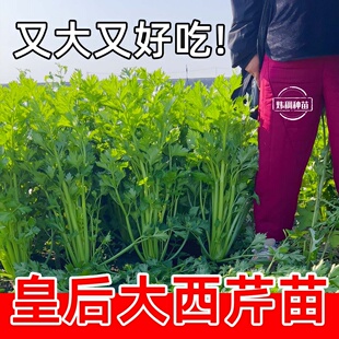【直播专享】寿光西芹苗四季小香芹菜根芹阳台盆栽种耐高温耐热