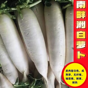 南畔洲白萝卜种子春不老白玉水果萝卜甜脆耐抽苔萝卜夏秋播