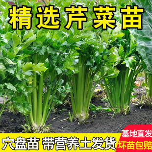 寿光西芹苗四季小香芹菜根芹红白秧苗南北方阳台盆栽种蔬菜种籽苗