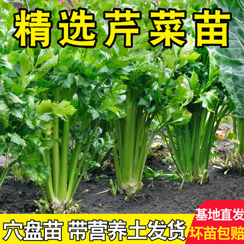 寿光西芹苗四季小香芹菜根芹红白秧苗南北方阳台盆栽种蔬菜种籽苗
