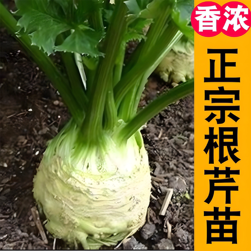 【寿光根芹苗】小香芹根芹红白芹秧苗南北方阳台盆栽种蔬菜种籽苗