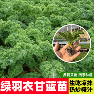 绿羽衣甘蓝苗秧营养冠军绿紫粉羽叶阳台盆栽大田四季蔬菜苗