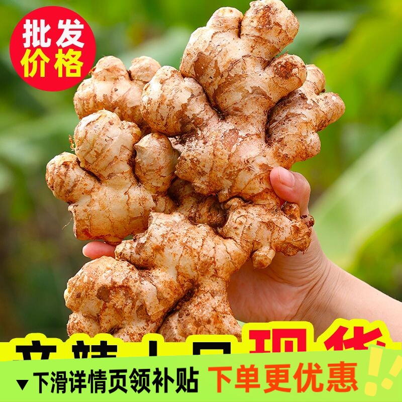 正宗云南小黄姜新鲜罗平生姜老姜本地黄姜现挖月子姜干姜沙姜食用