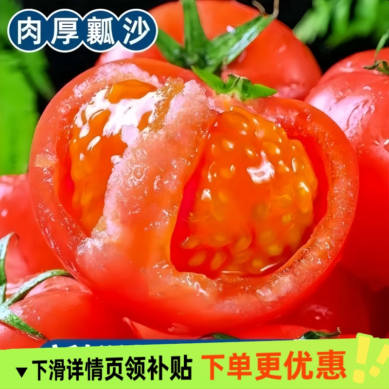 西红柿新鲜自然熟老味道沙瓤番茄可生吃水果番茄当季农家蔬菜现摘