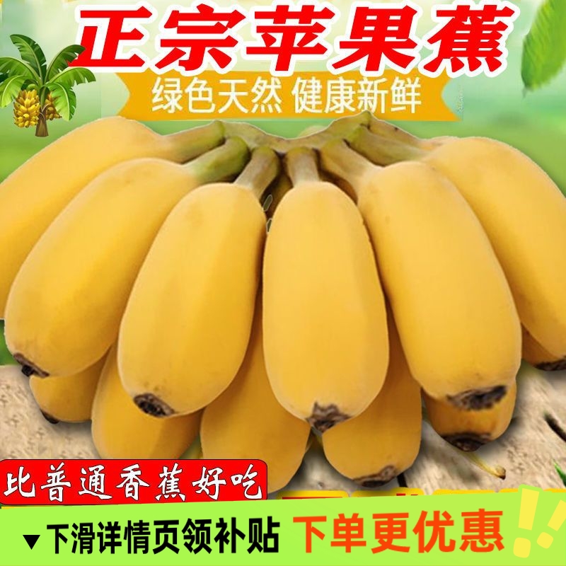 广西苹果蕉（香蕉） 带箱5斤/9斤