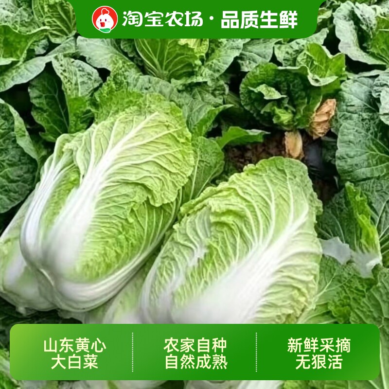 新鲜大白菜火锅菜黄心白菜蔬菜产地直发包邮多样吃法自种农场