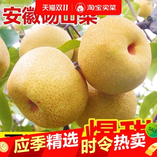 正宗安徽砀山黄皮酥梨甜脆梨子水果新鲜薄皮应季水果批发脆甜多汁