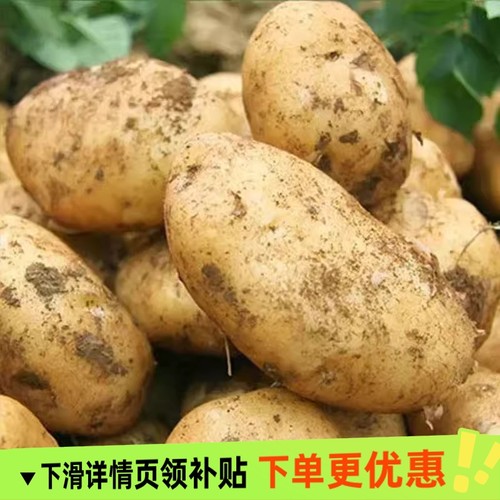 贵州毕节黄心土豆现挖现发黄皮中果土豆老品种黄心新鲜洋芋马铃薯