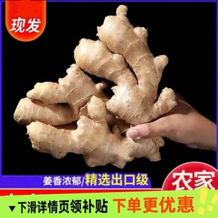 出口品质山东新鲜整片大黄姜高品质干姜生姜价老姜种