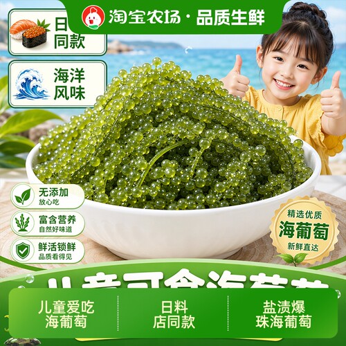新鲜海葡萄海草海藻带小孩吃的