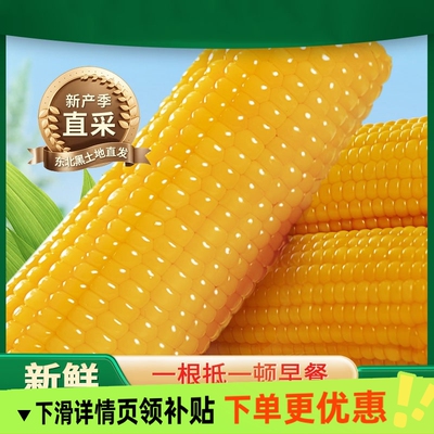 玉米新鲜糯玉米10支黄糯大棒苞米新鲜甜粘真空装早餐非即食东北