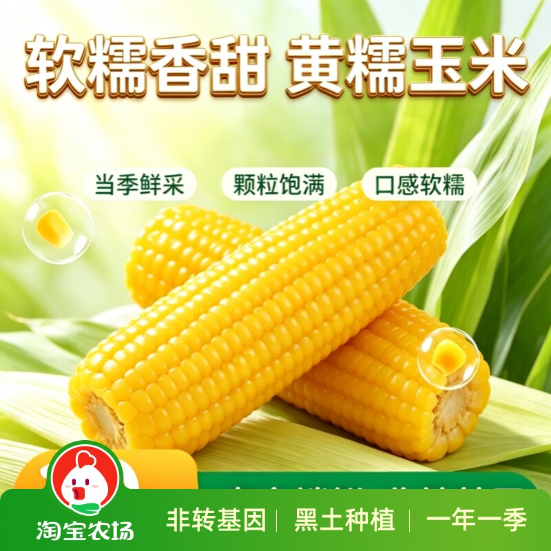 东北黄糯玉米棒甜糯玉米10支装粘苞米即食真空早餐代餐玉米棒商用