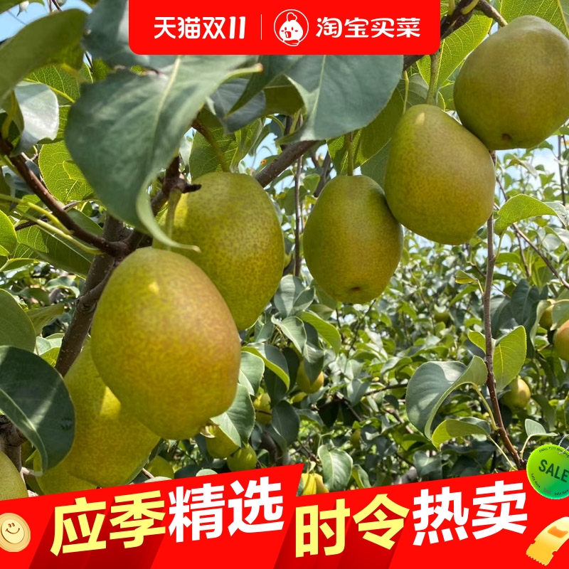 山西红香酥梨现摘新鲜应季水果脆甜多汁香梨整箱营养美味