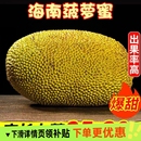 现摘波罗一整个整箱当季 当季 包邮 海南三亚黄肉菠萝蜜新鲜水果