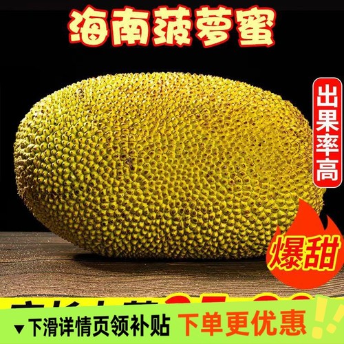 海南黄肉菠萝蜜新鲜采摘整个