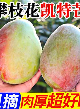 凯特芒果新鲜水果现摘当季特大青整箱包邮当季水果果肉好吃的每日