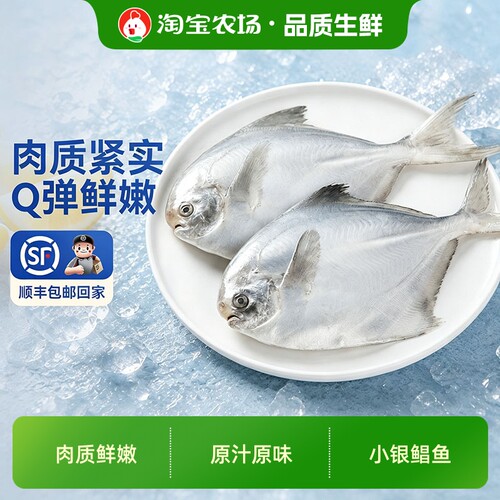 银鲳鱼鲳鱼冷冻海鲜鲜活海鱼淡水小鲳鱼昌鱼鲳鳊鱼肉质鲜嫩新鲜