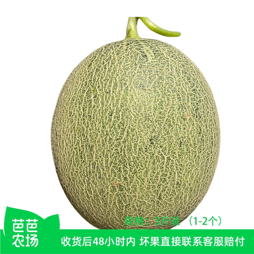 正宗哈密瓜当季新鲜水果甜西州现摘网纹蜜瓜农场