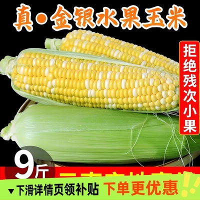 云南金银水果玉米新鲜可生吃清甜榨汁蒸煮带皮