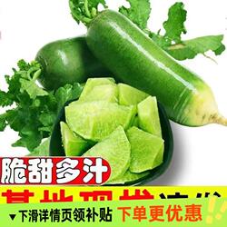 山东潍坊水果萝卜青萝卜老潍县萝卜新鲜萝卜水果当季萝卜脆甜多汁