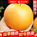 礼盒 包邮 正宗山东秋月梨新鲜梨子10斤当季 现摘冰糖梨雪梨蜜梨水果