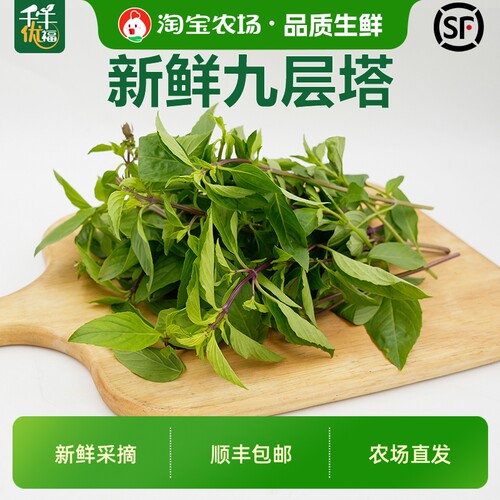 新鲜采摘九层塔新鲜香料金不换