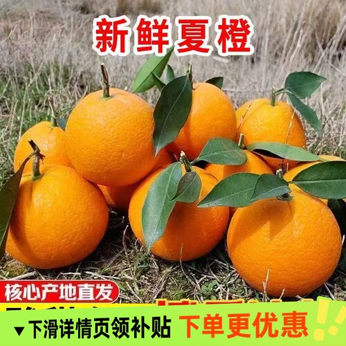 秭归夏橙脐橙子湖北手剥橙果冻整箱橙子水果新鲜应当季大果榨汁