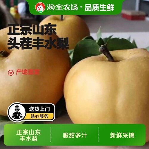 当季新鲜山东丰水梨现摘脆甜多汁肉厚必备时令鲜水果农场大果正宗