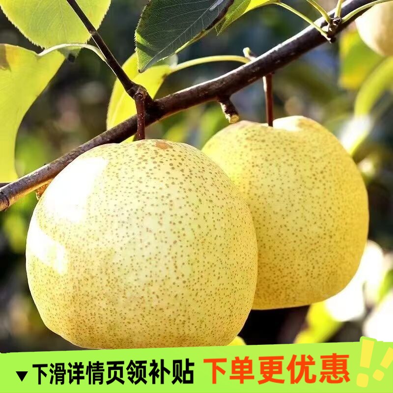 正宗砀山梨薄皮当季新鲜水果批发整箱脆甜可口多汁梨子