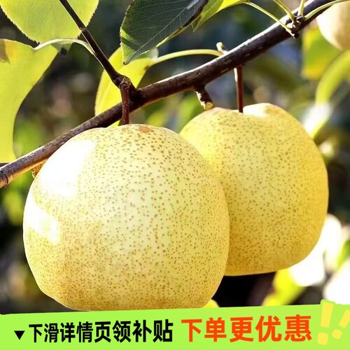 正宗砀山梨薄皮当季新鲜水果批发整箱脆甜可口多汁梨子