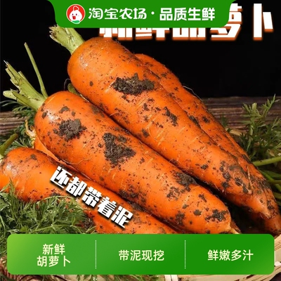 老品种胡萝卜水果萝卜