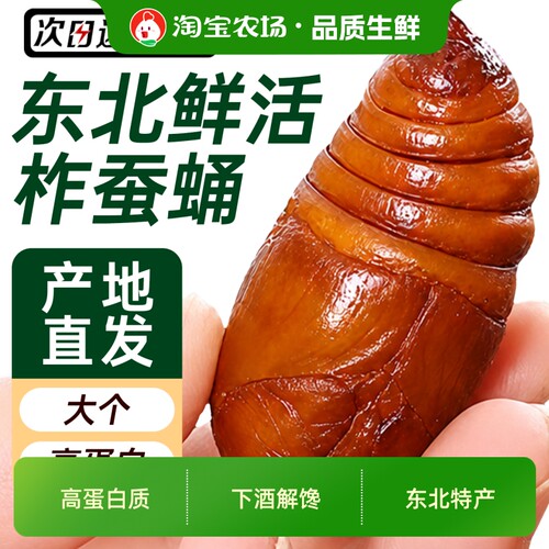 蚕蛹鲜活茧蛹生鲜新鲜食用蝉蛹美食高蛋白东北大蚕蛹特产