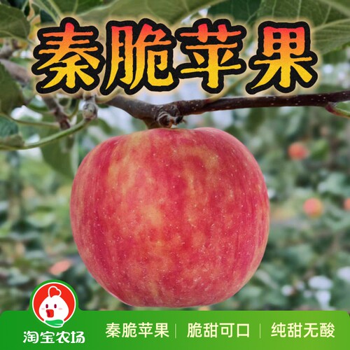陕西白水秦脆苹果应季时令鲜果脆甜多汁无添加不打蜡自家果园新鲜