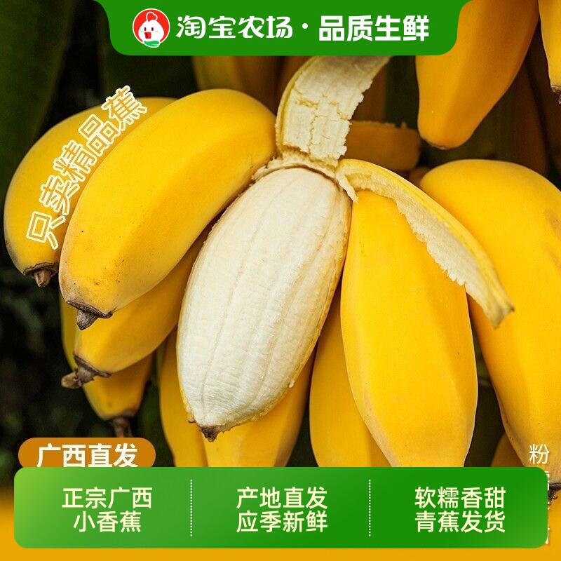 正宗广西小米蕉当季新鲜水果小香蕉产地直发小芭蕉应季农场自然熟