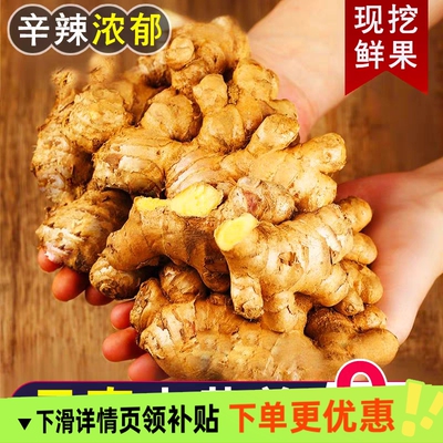 正宗云南新鲜当季小黄姜生姜干老姜嫩姜土姜子姜现挖高山沙姜去腥