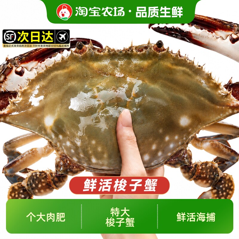 螃蟹梭子蟹鲜活次日达新鲜飞蟹不保活大海蟹连云港顺丰包邮到家