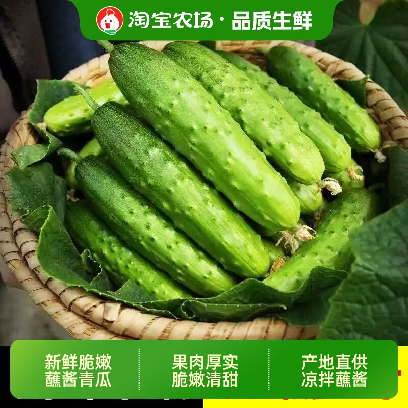 山东旱黄瓜水果黄瓜蘸酱凉拌生吃火锅配菜产地脆嫩青瓜保存农场