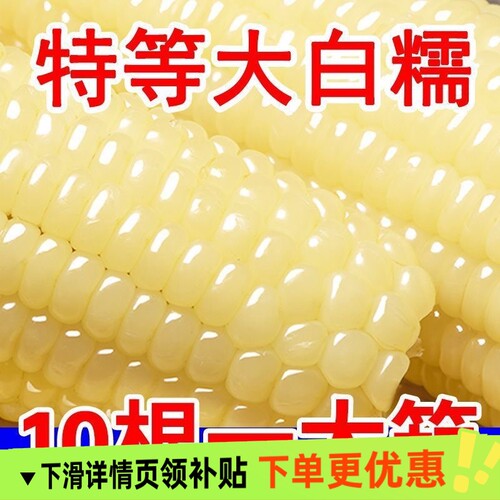 正宗东北白糯玉米软糯香甜拉丝粗粮代餐非即食独立包装甜糯玉米
