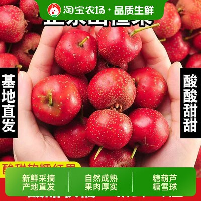 新鲜八月红大五棱山楂酸甜红果
