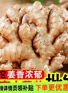 云南正宗小黄姜2025老姜新鲜生姜高山沙姜老姜土姜蔬菜农家自种