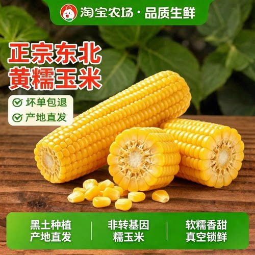 2025东北黄糯玉米香糯玉米真空包装粘糯玉米棒黄金甜玉米代餐低脂