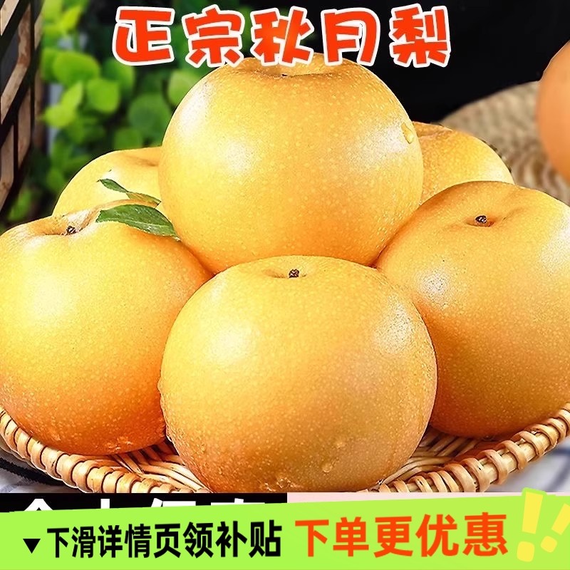 秋月梨冰糖雪梨新鲜水果5斤新鲜水果正宗原产地现摘发货