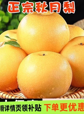 秋月梨冰糖雪梨新鲜水果5斤新鲜水果正宗原产地现摘发货