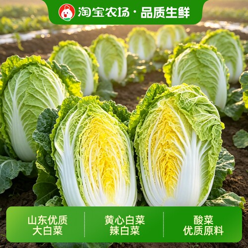 山东黄心大白菜当季蔬菜火锅用菜