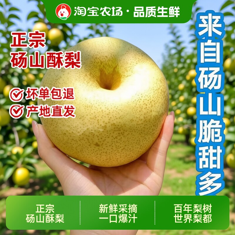 正宗2026年安徽砀山酥梨新鲜应季水果果园包邮甄选农场鲜果直发