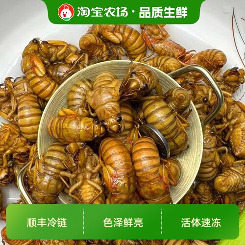 【鲜活知了猴批发】山东金蝉中号金蝉杜仲知了猴爬叉猴速冻油炸